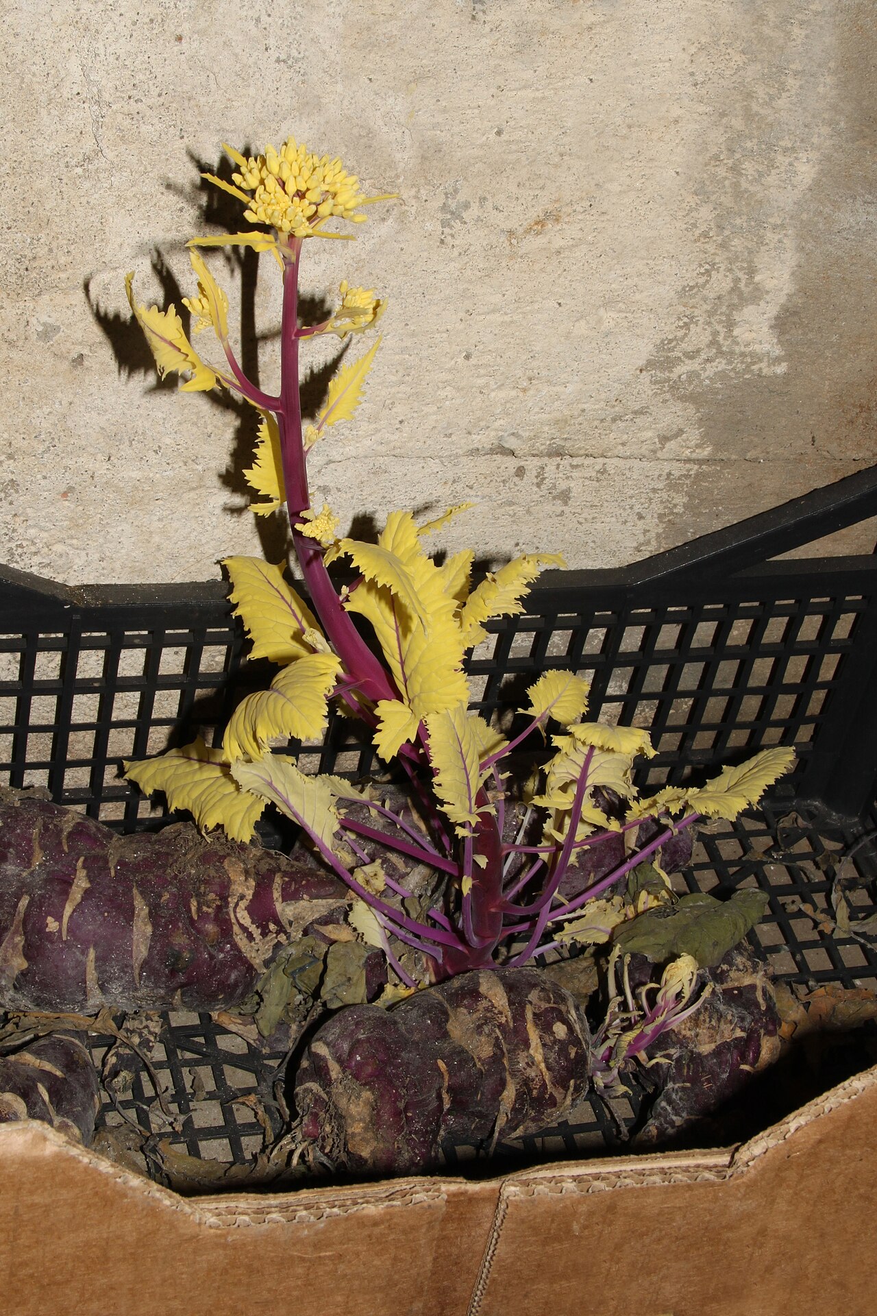 Кольраби (Brassica oleracea var. gongylodes) — внешний вид растения