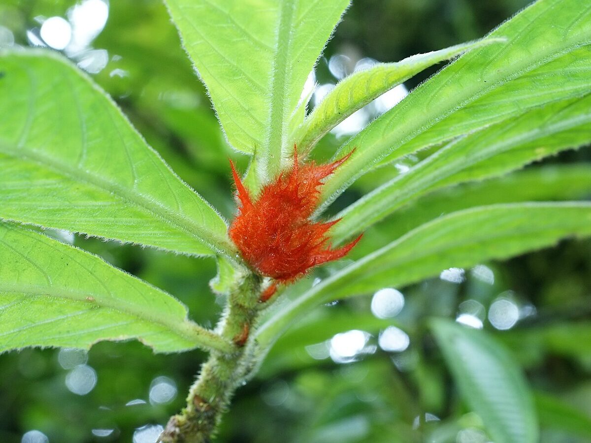 Колумнея (Columnea) — внешний вид растения