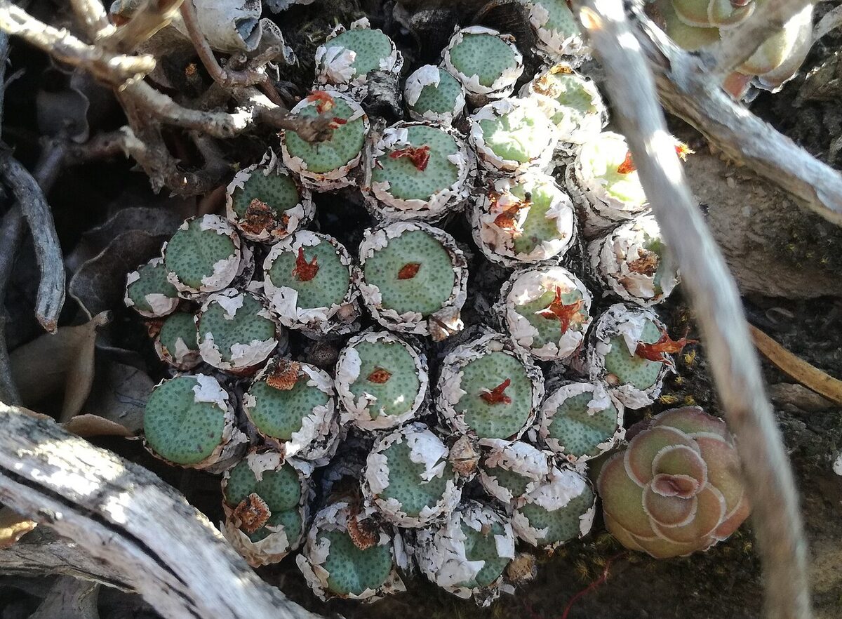 Конофитум (Conophytum) — внешний вид растения