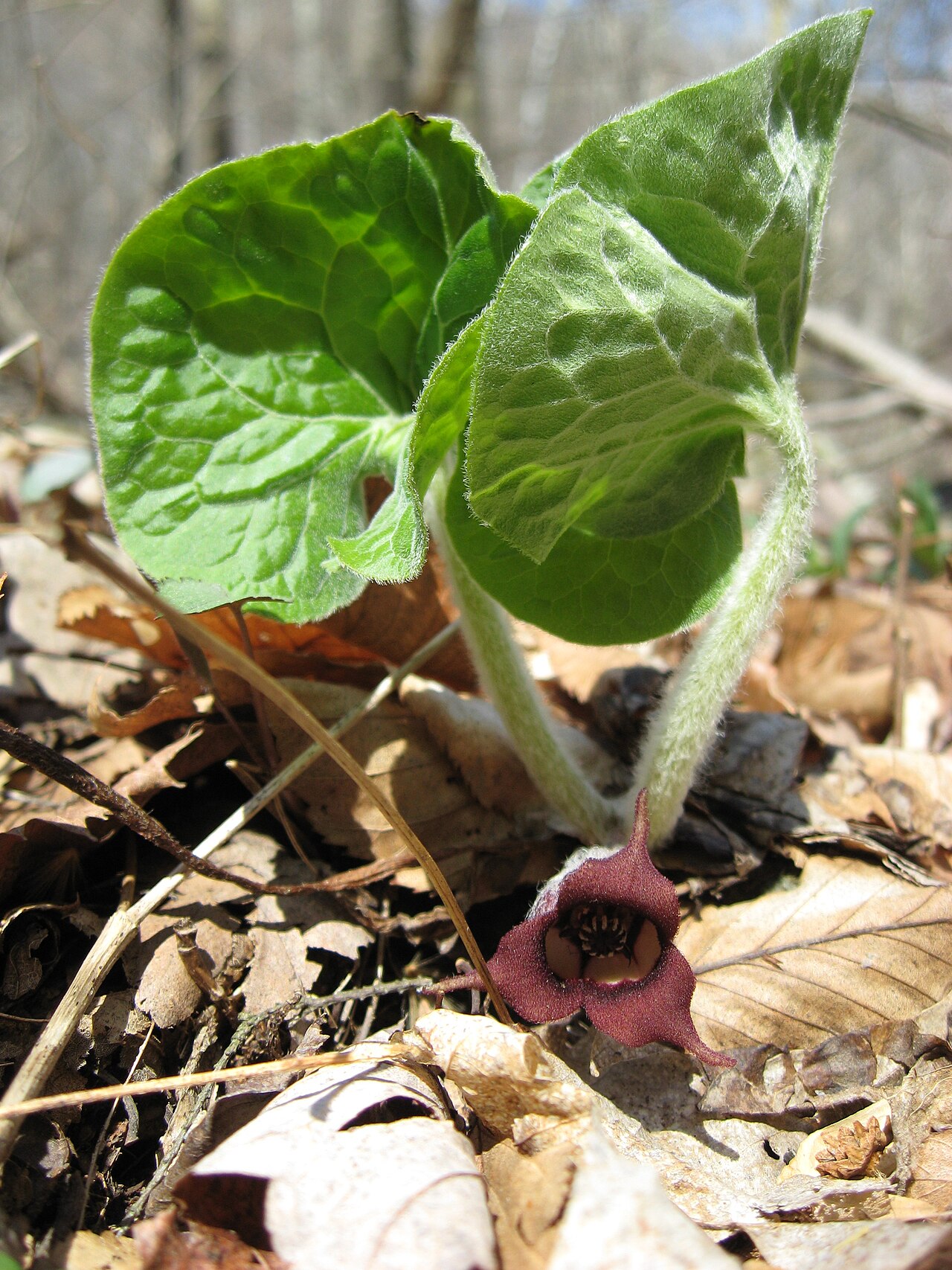Копытень (Asarum) — внешний вид растения