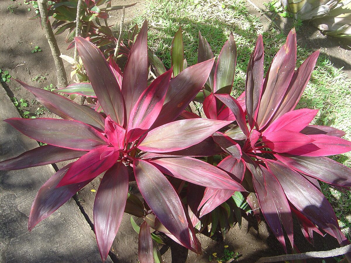Кордилина (Cordyline) — внешний вид растения