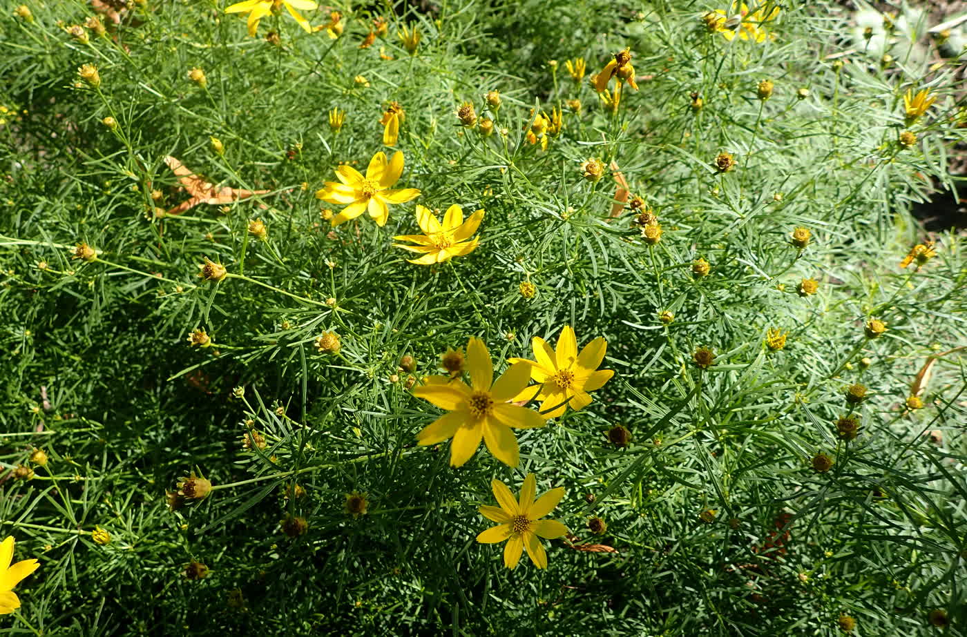 Кореопсис мутовчатый (Coreopsis verticillata) — нитевидная листва мутовками и мелкие жёлтые корзинки