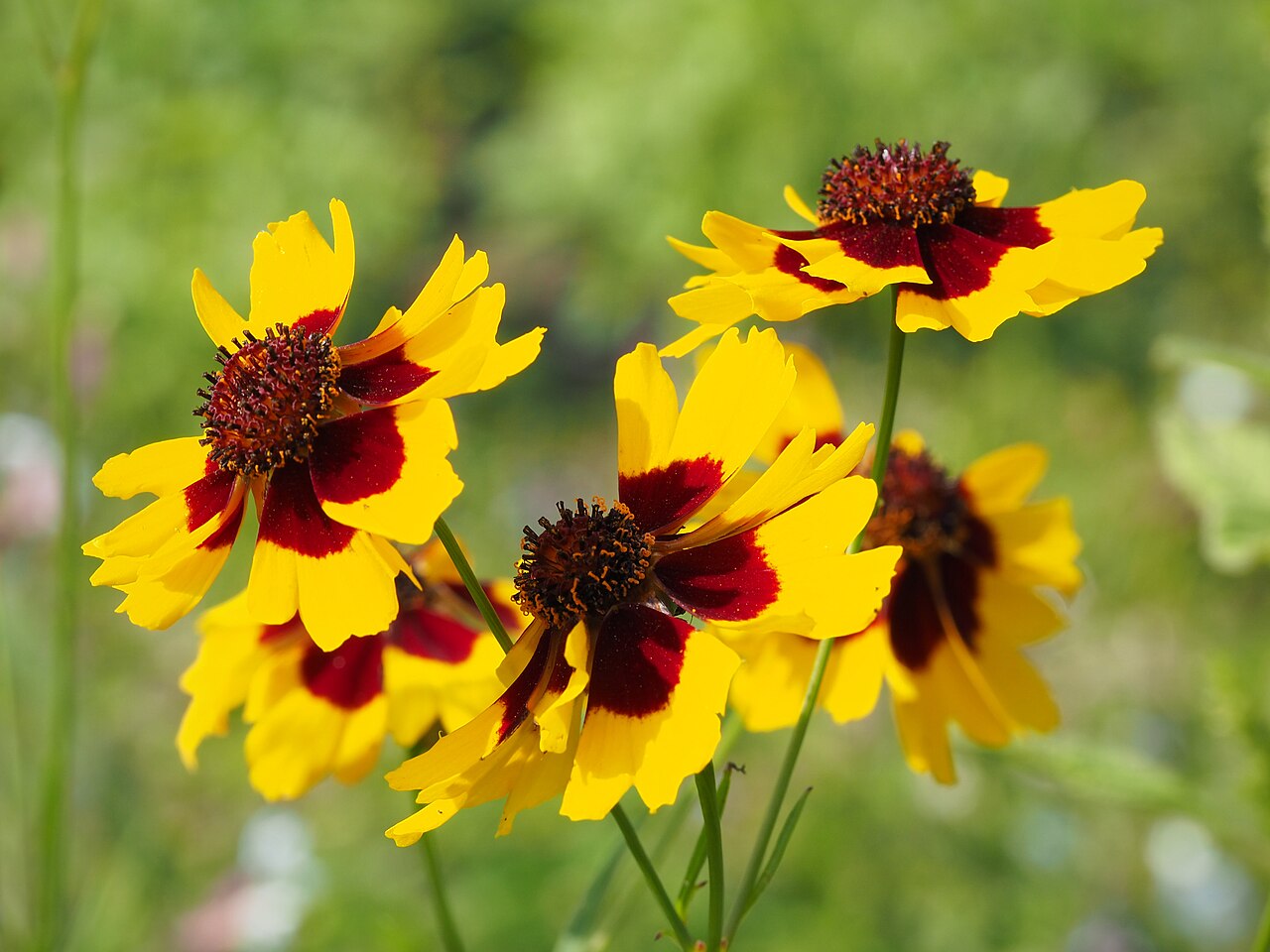 Кореопсис (Coreopsis) — внешний вид растения