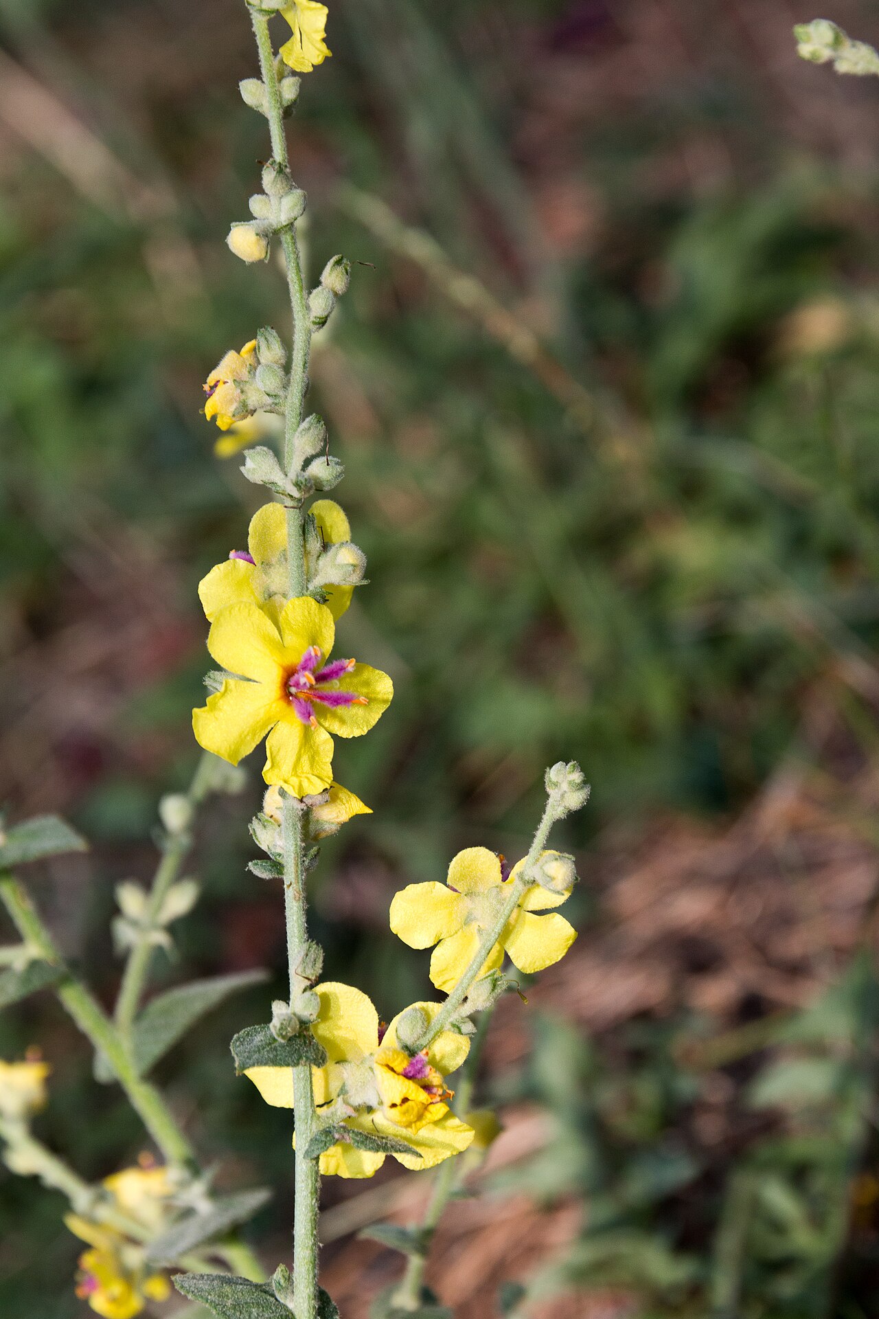 Коровяк (Verbascum) — внешний вид растения