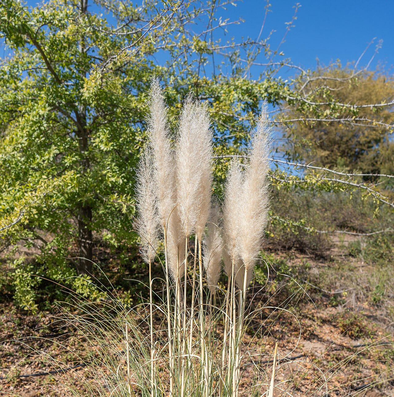 Кортадерия (Cortaderia selloana) — внешний вид растения