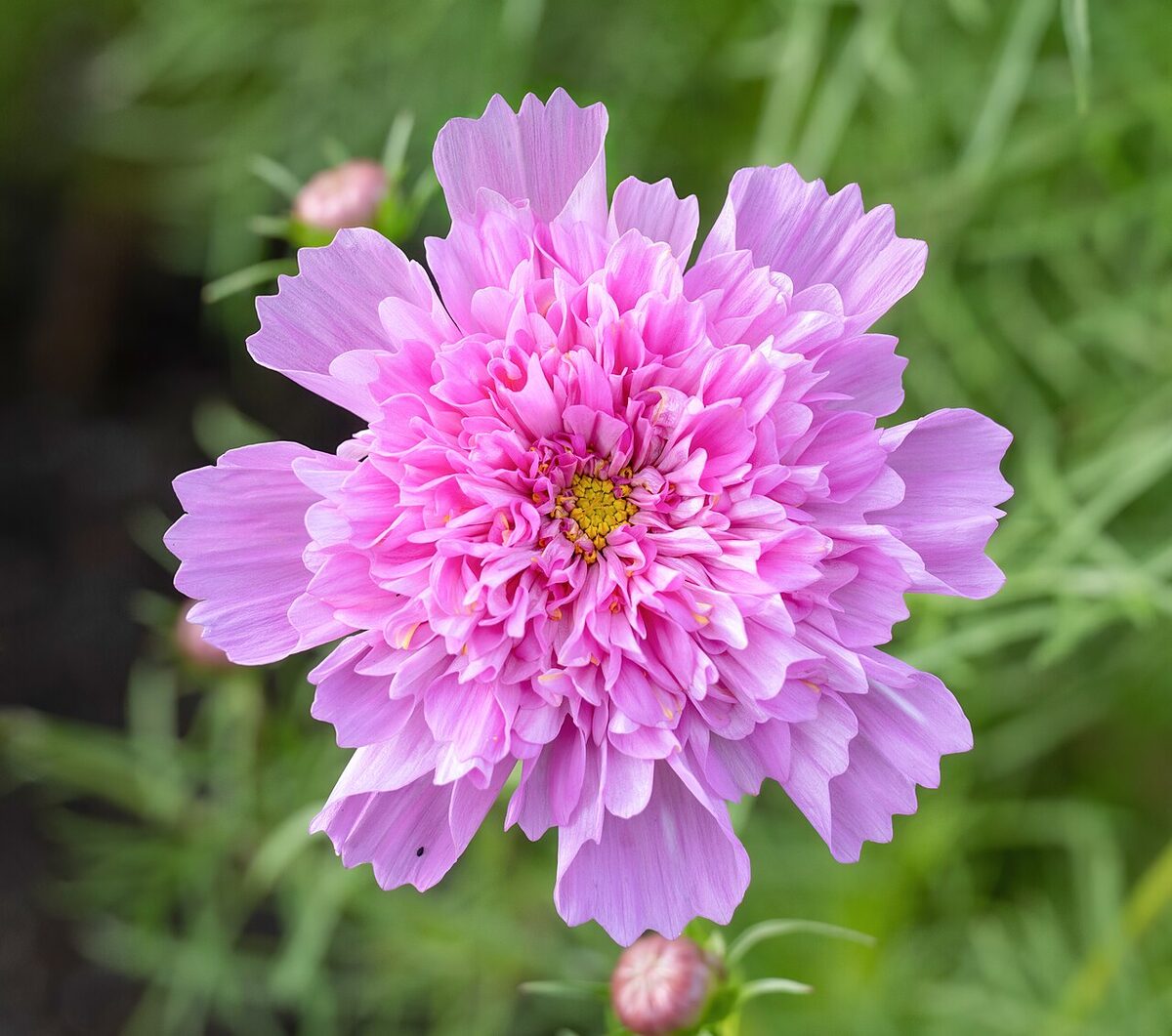Космея (Cosmos) — внешний вид растения