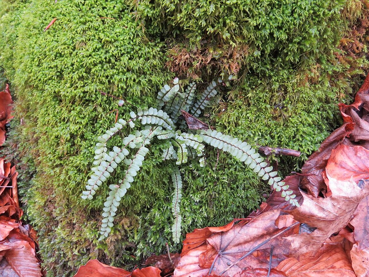 Костенец (Asplenium) — внешний вид растения