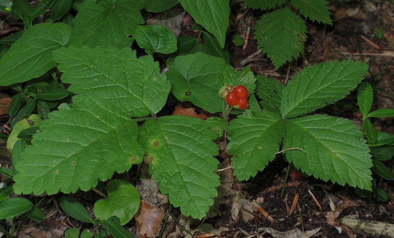 Костяника (Rubus saxatilis) — внешний вид растения