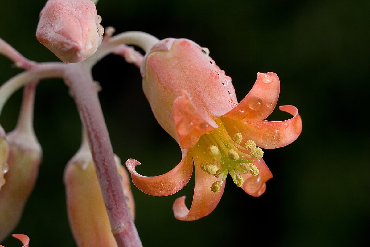 Котиледон (Cotyledon) — внешний вид растения