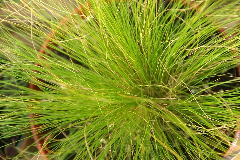 Ковыль (Stipa) — внешний вид растения
