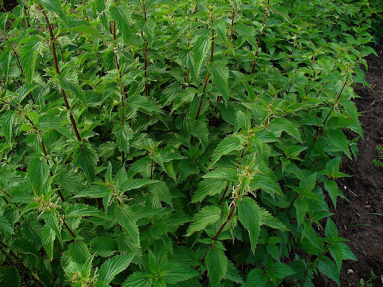 Крапива (Urtica dioica) — внешний вид растения