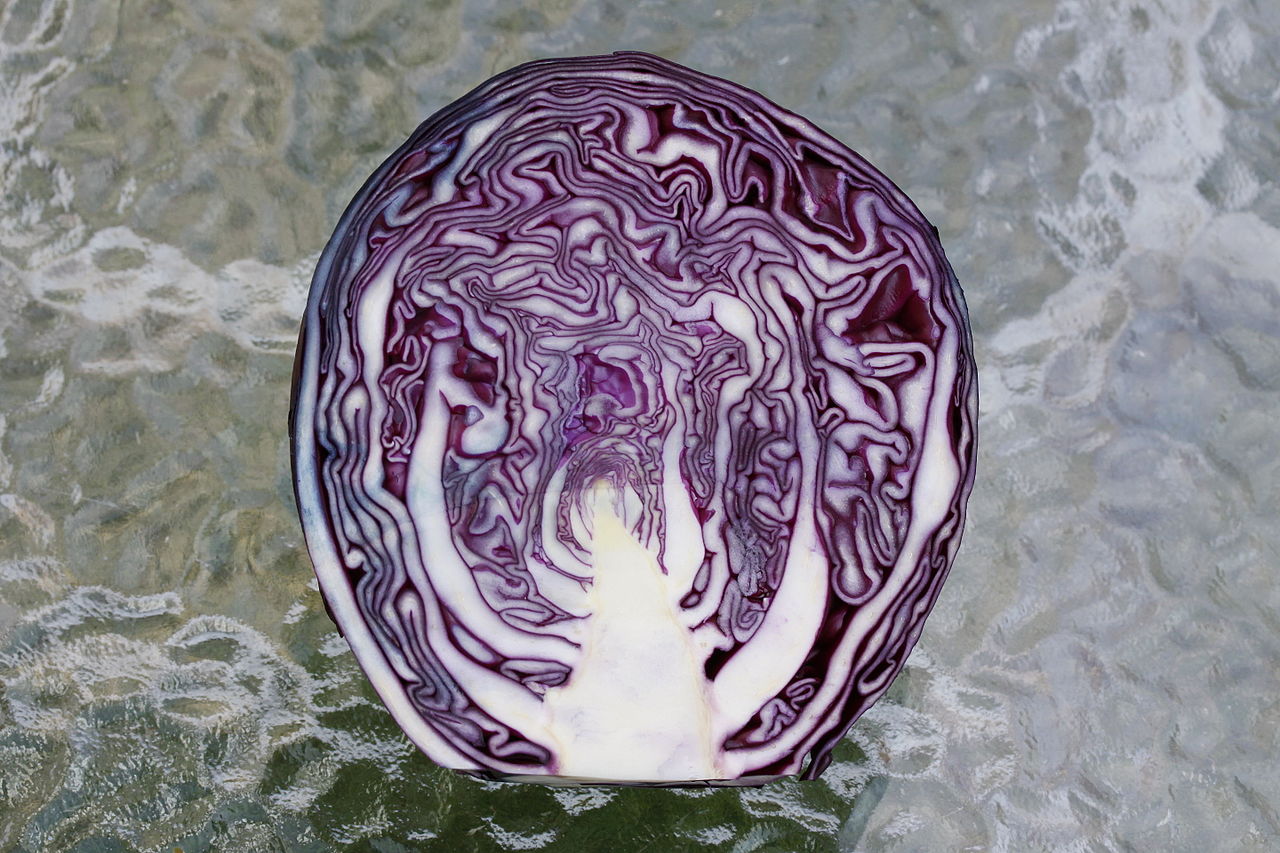 Капуста краснокочанная (Brassica oleracea var. capitata f. rubra) — внешний вид растения