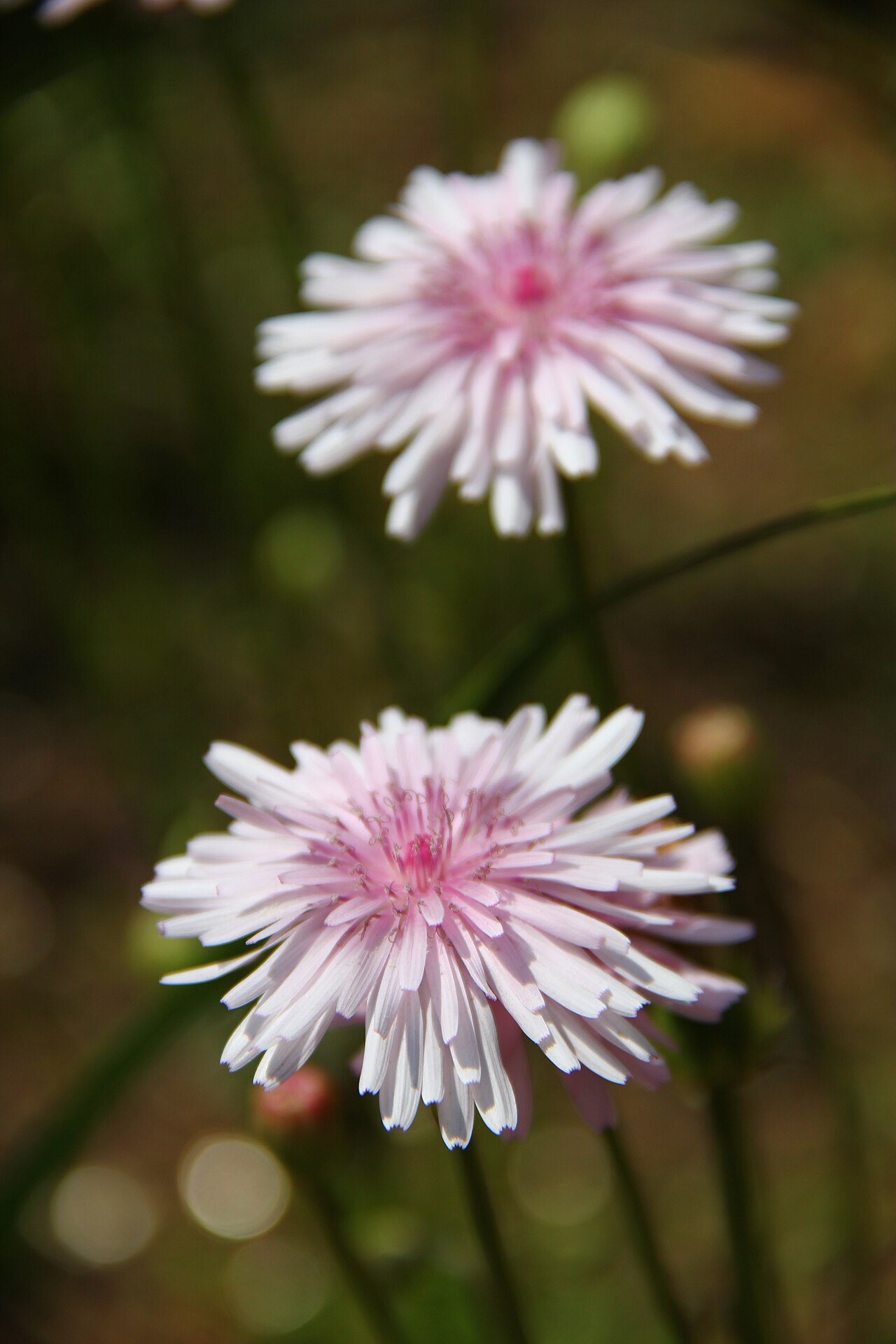 Скерда (Crepis rubra) — внешний вид растения