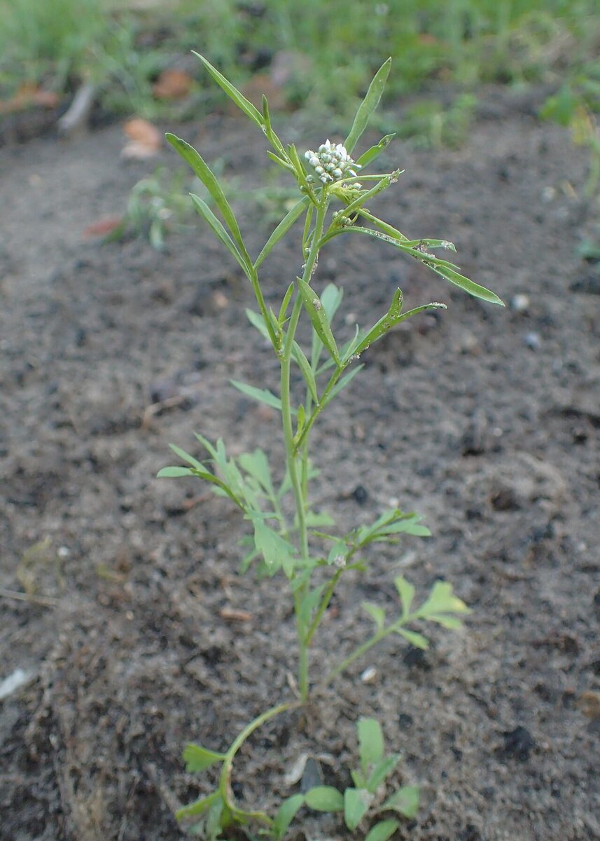 Кресс-салат (Lepidium sativum) — внешний вид растения