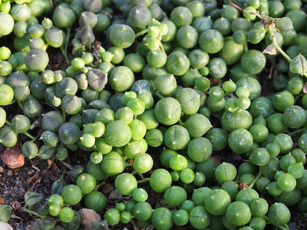 Крестовник Роули (Senecio rowleyanus) — внешний вид растения