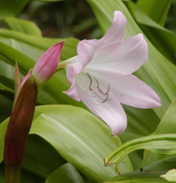 Кринум (Crinum) — внешний вид растения