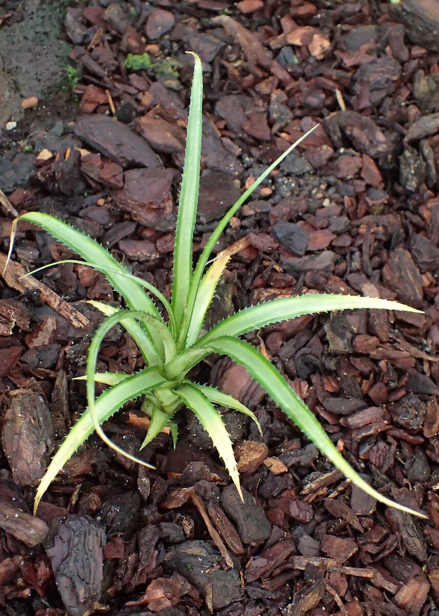Криптантус (Cryptanthus) — внешний вид растения