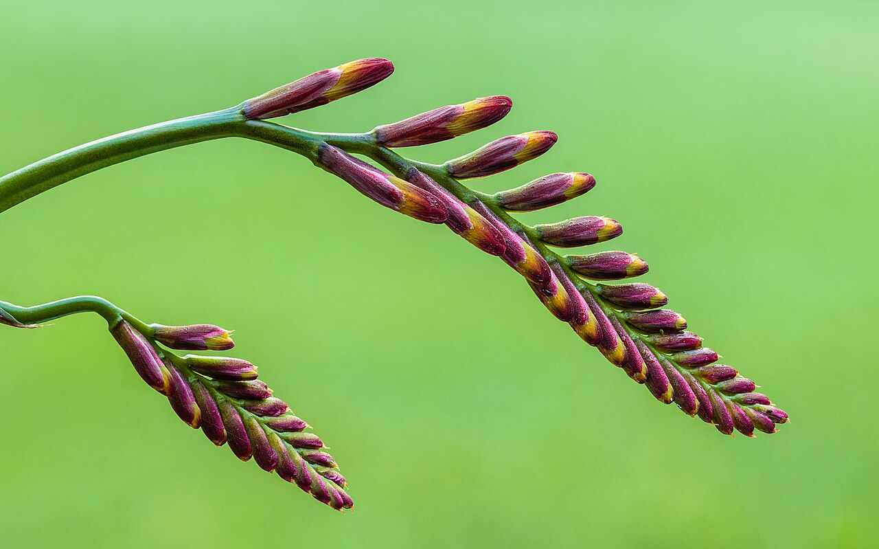 Крокосмия (Crocosmia) — внешний вид растения