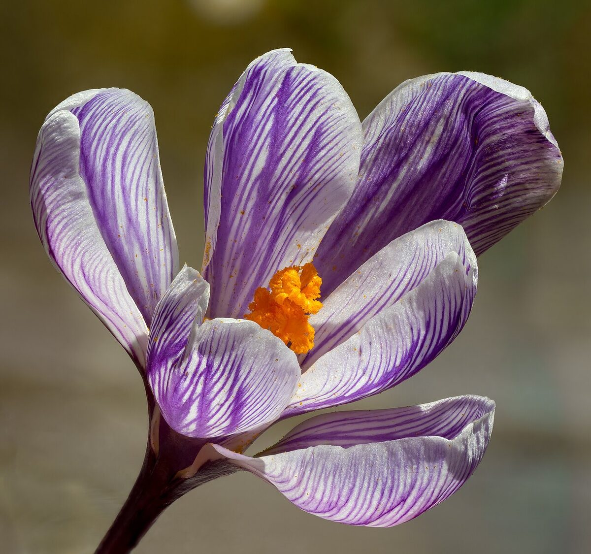 Крокус (Crocus) — внешний вид растения