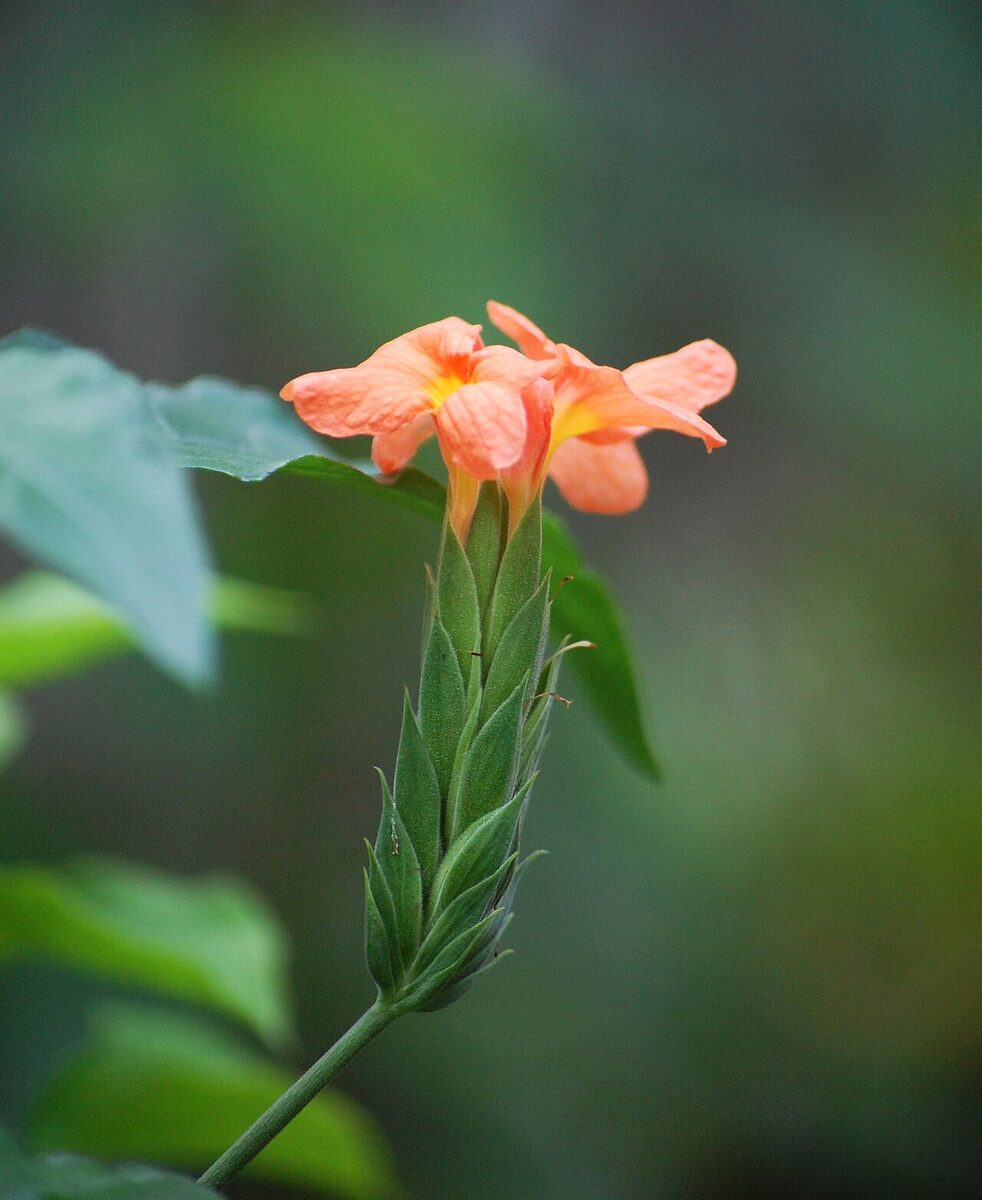 Кроссандра (Crossandra infundibuliformis) — внешний вид растения