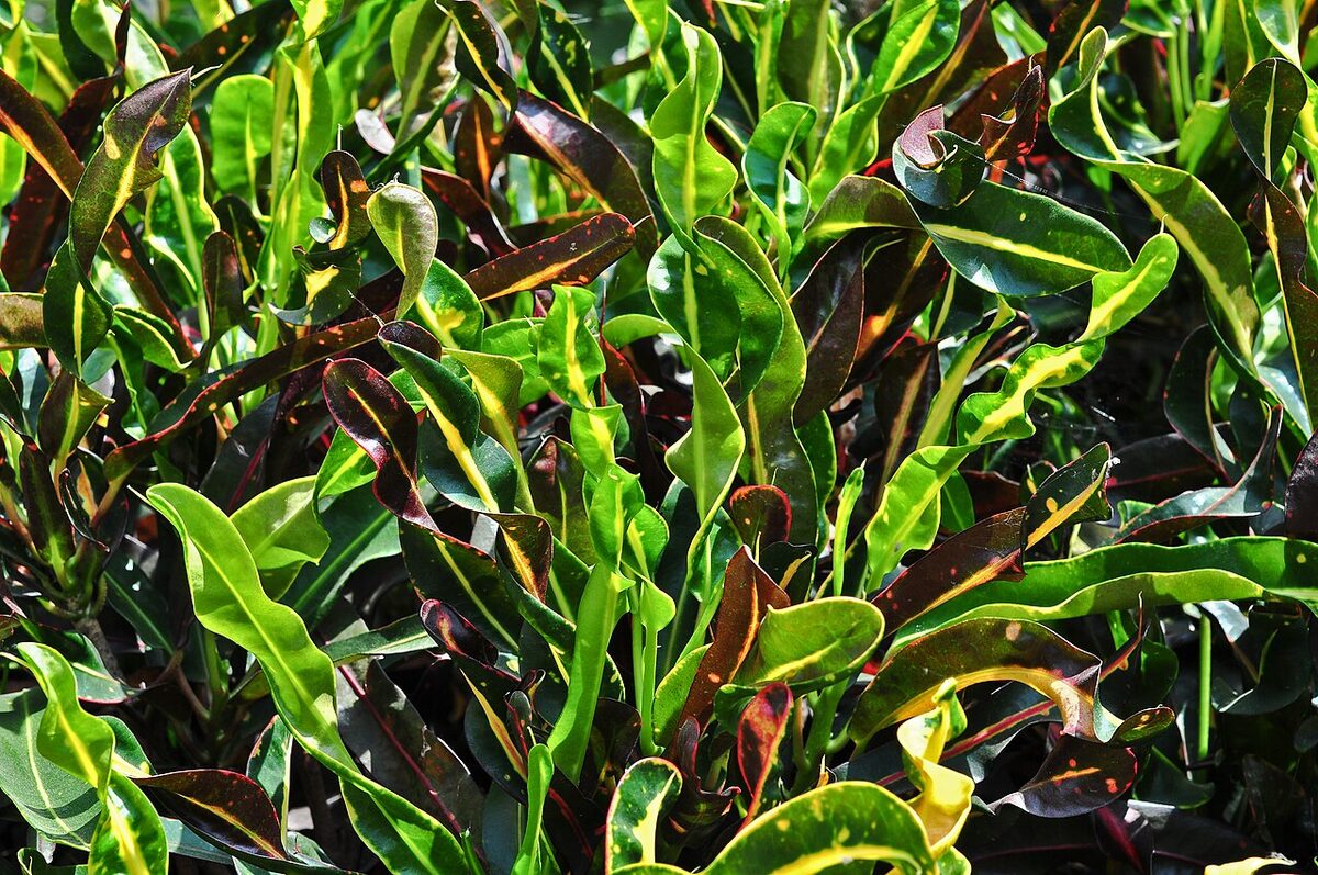 Кротон (кодиеум) (Codiaeum variegatum) — внешний вид растения