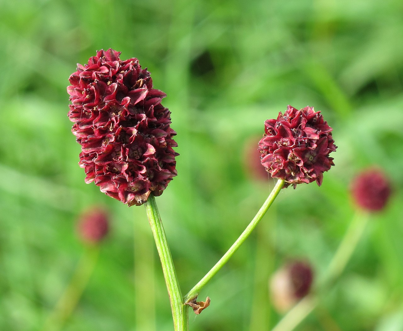 Кровохлёбка (Sanguisorba) — внешний вид растения