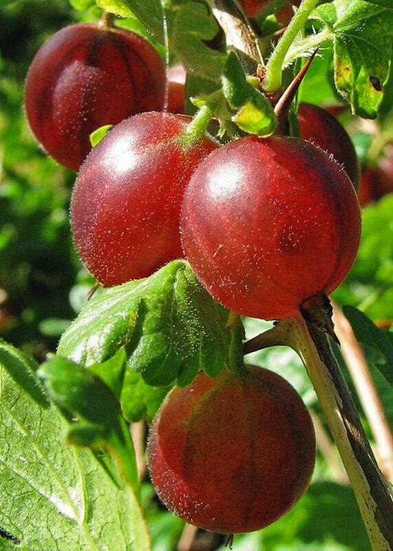 Крыжовник (Ribes uva-crispa) — внешний вид растения