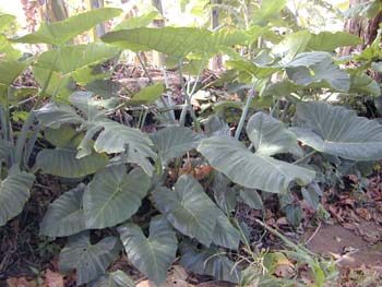 Ксантозома (Xanthosoma) — внешний вид растения