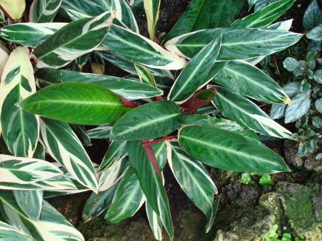 Ктенанте (Ctenanthe) — внешний вид растения