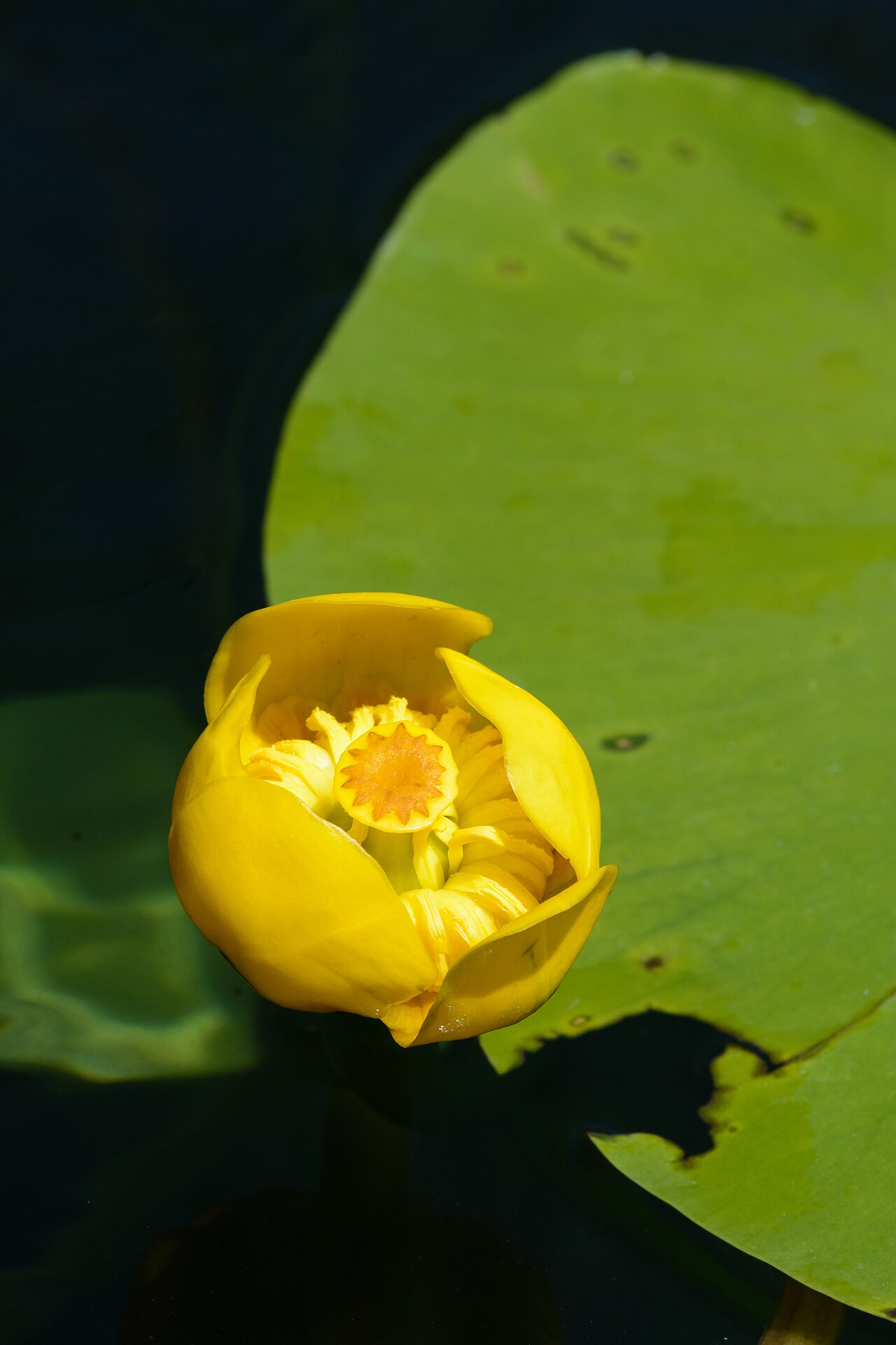 Кубышка (Nuphar lutea) — внешний вид растения
