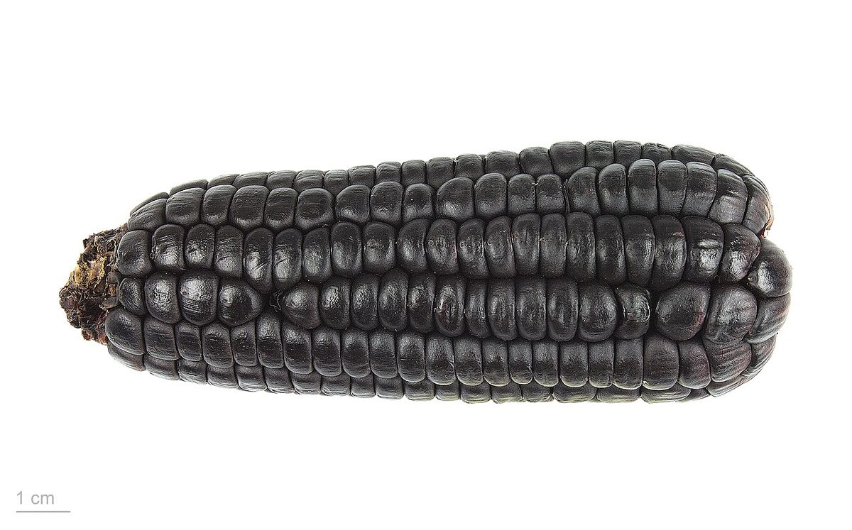 Кукуруза (Zea mays) — внешний вид растения