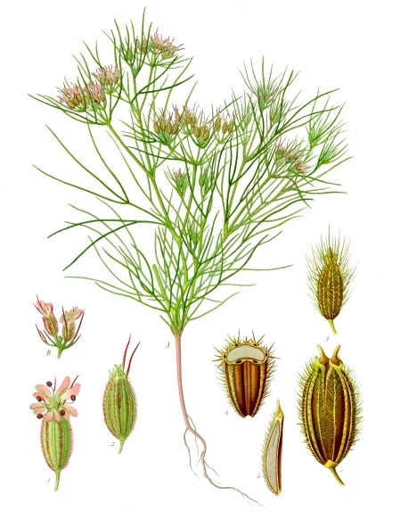 Кумин (Cuminum cyminum) — внешний вид растения