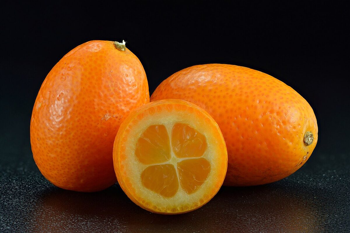 Кумкват (Citrus japonica) — внешний вид растения