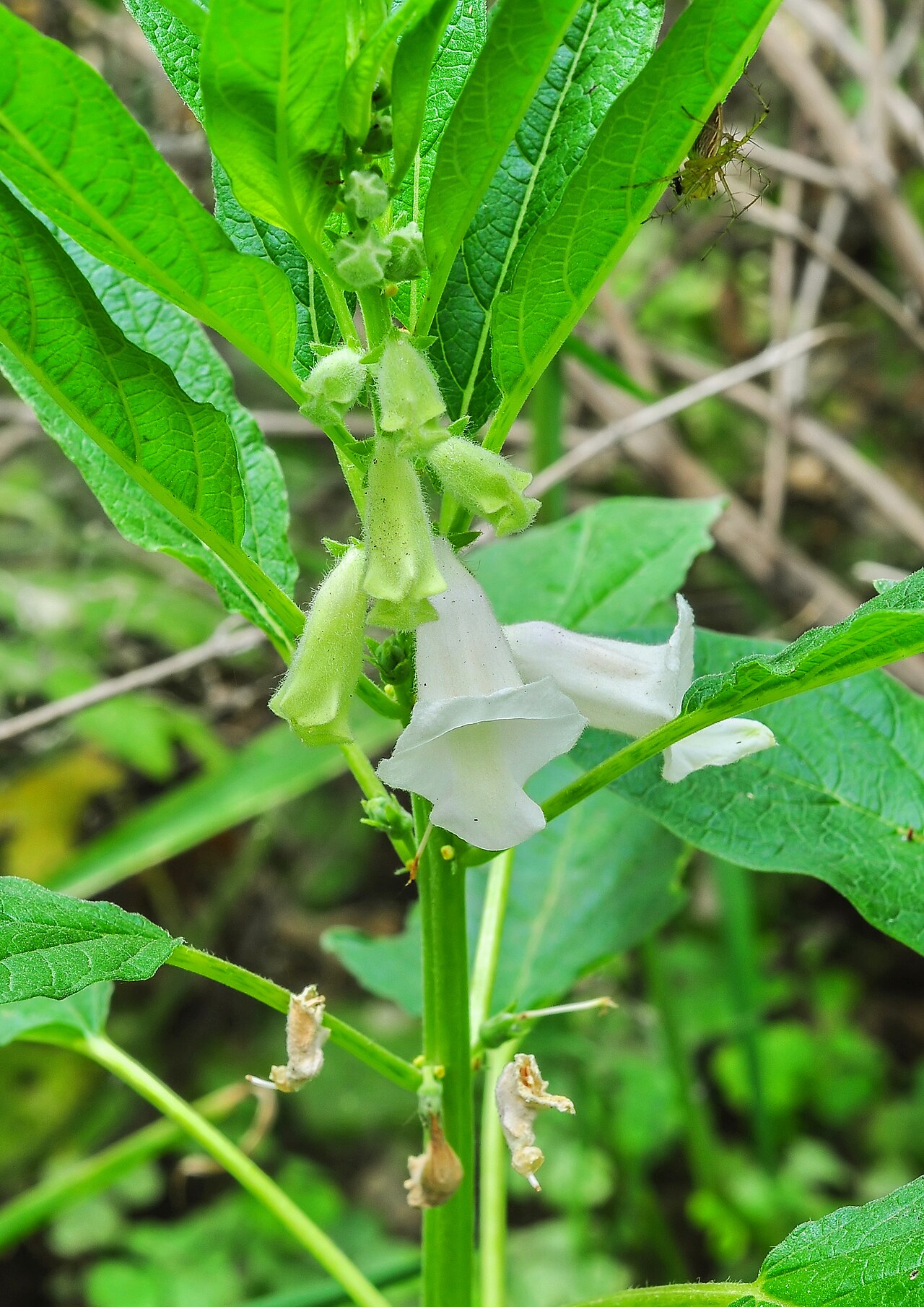Кунжут (Sesamum indicum) — внешний вид растения