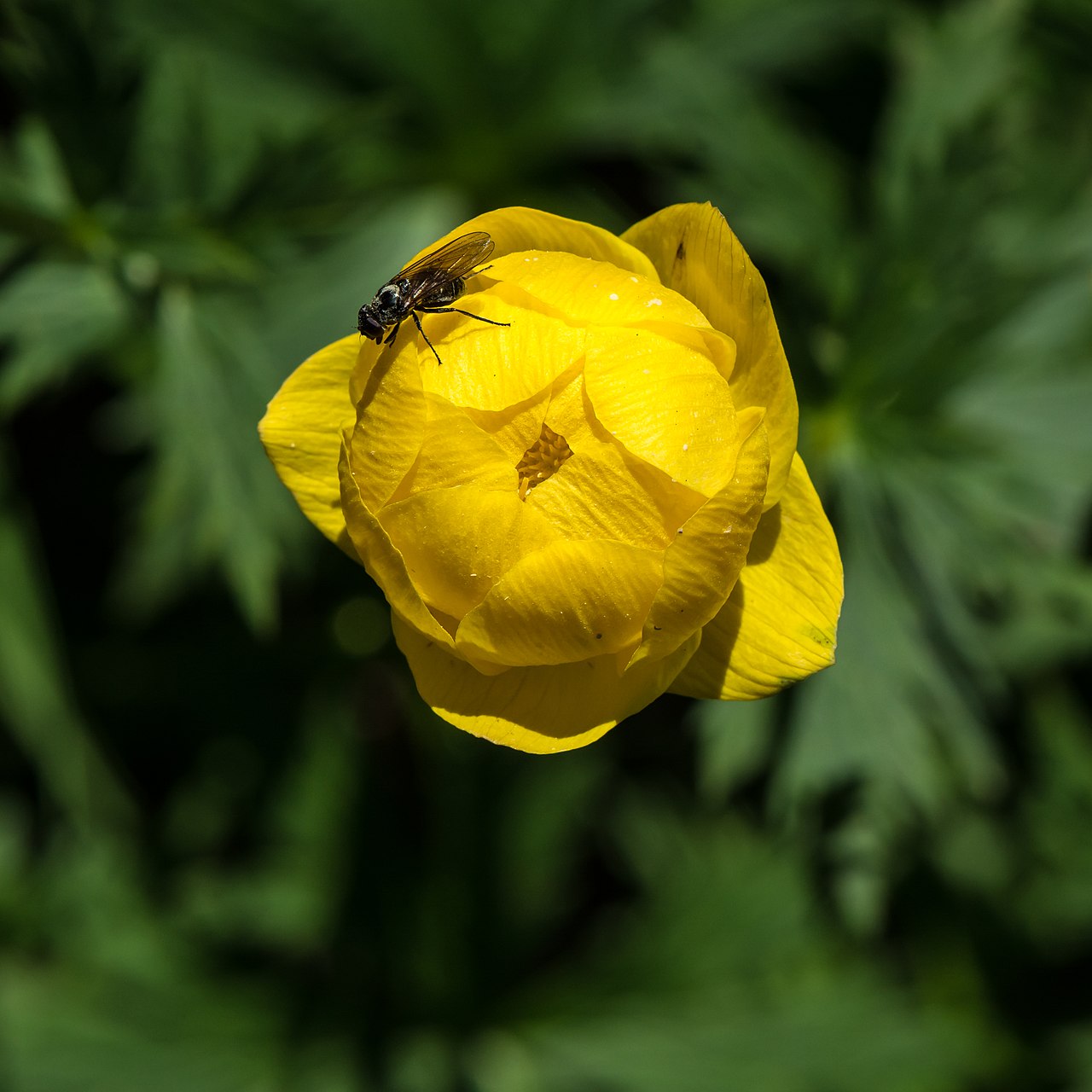 Купальница (Trollius) — внешний вид растения