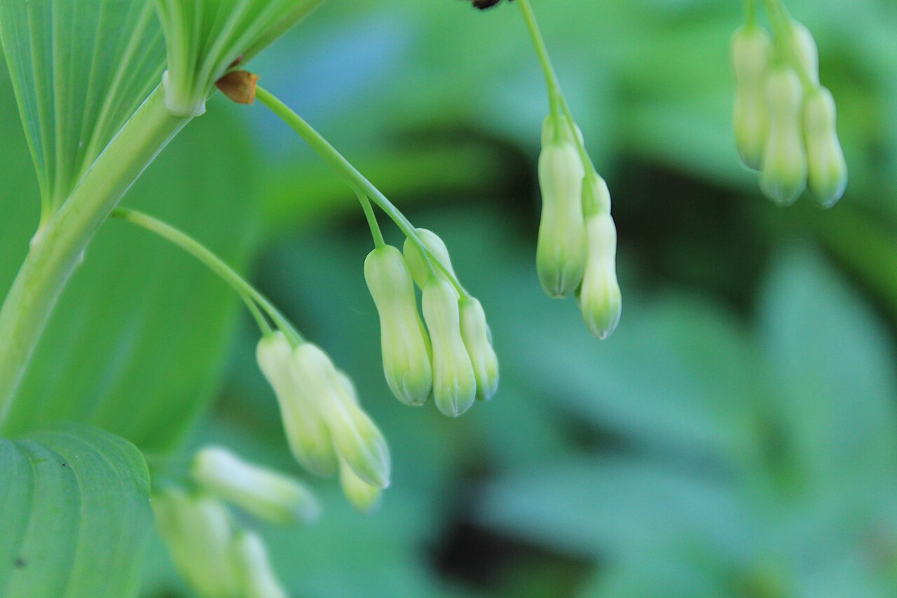 Купена (Polygonatum) — внешний вид растения