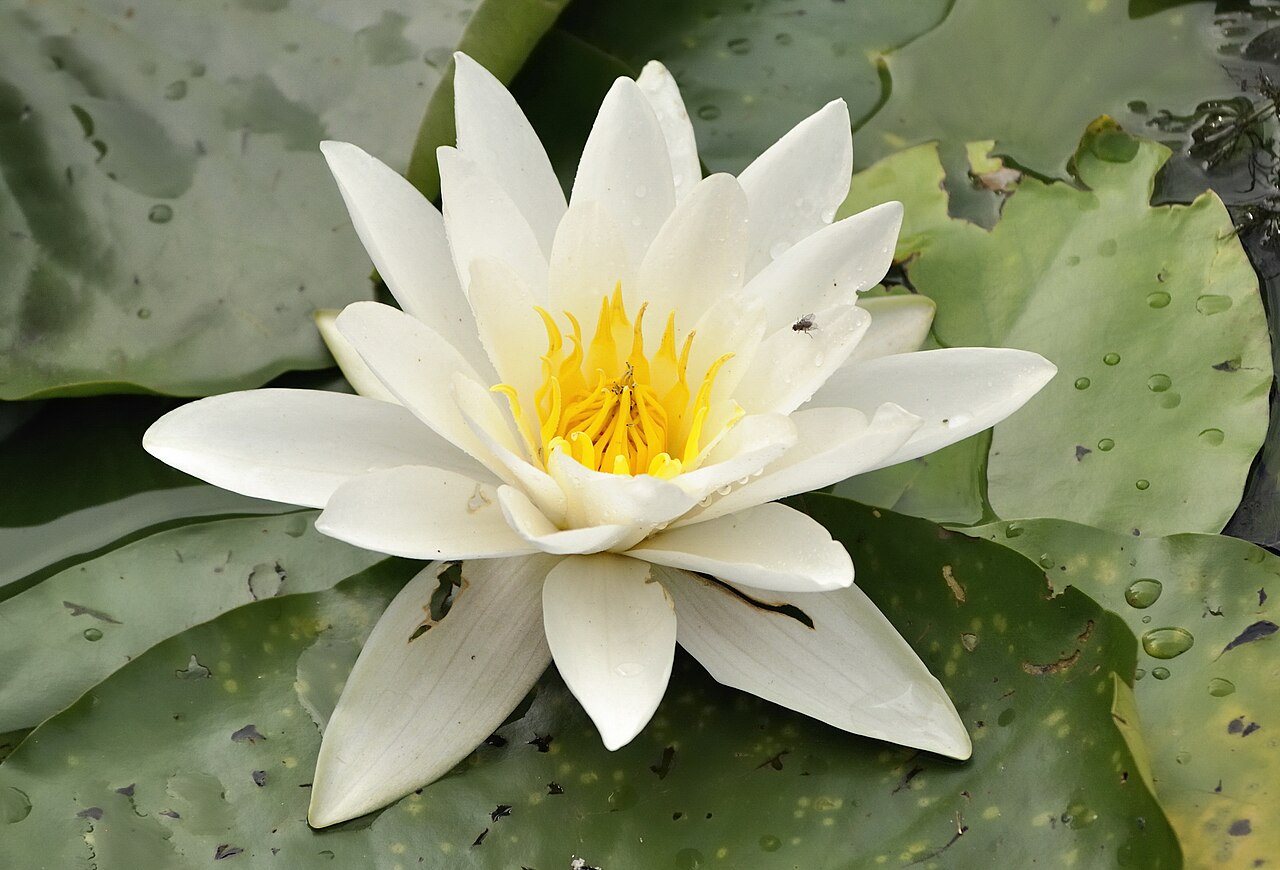 Кувшинка (Nymphaea) — внешний вид растения
