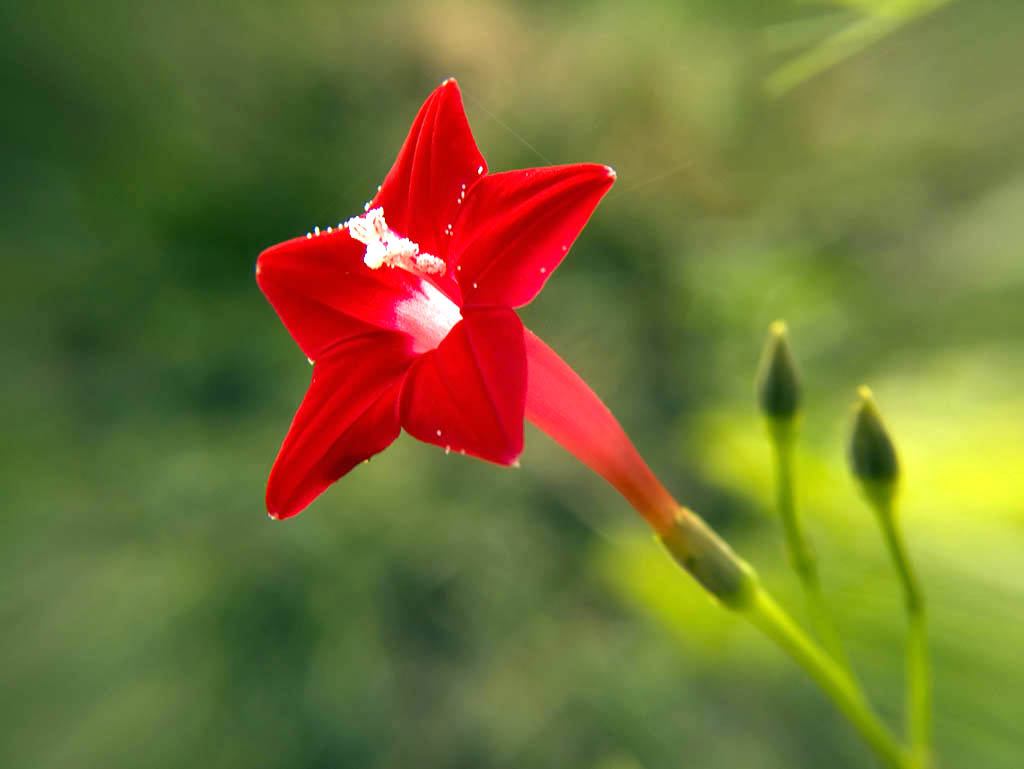 Квамоклит (Ipomoea quamoclit) — внешний вид растения