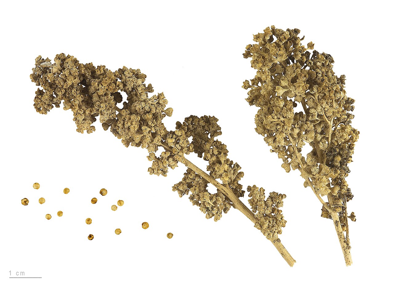 Киноа (Chenopodium quinoa) — внешний вид растения