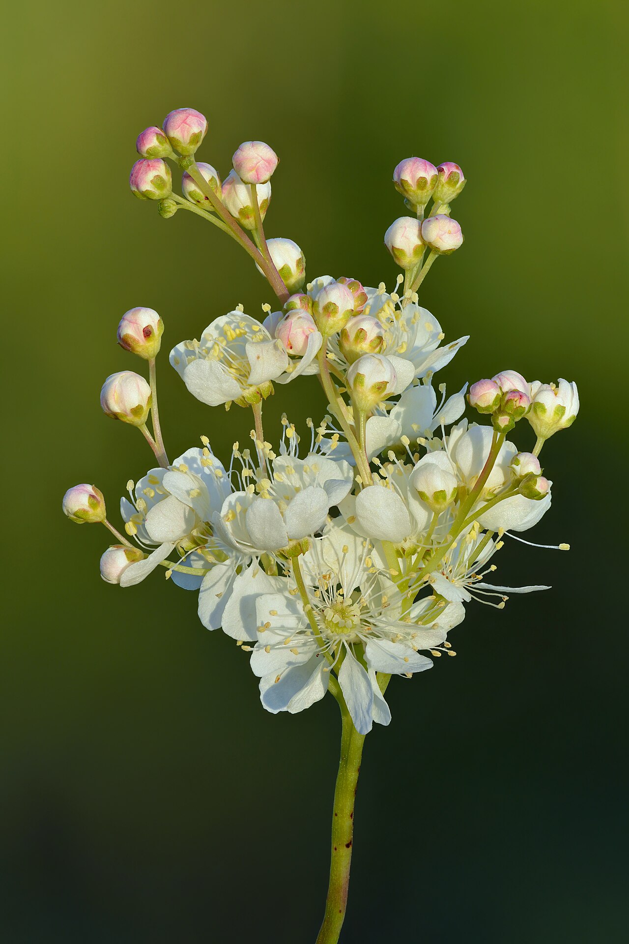 Лабазник (Filipendula) — внешний вид растения