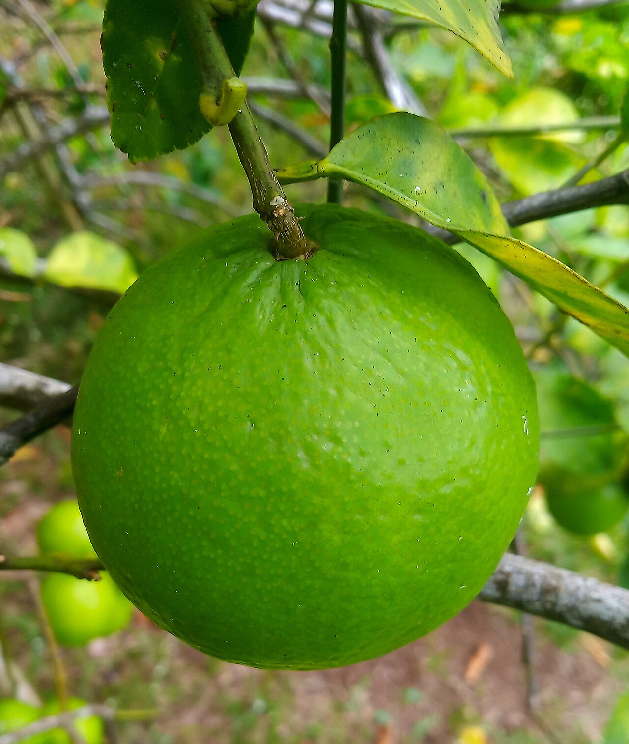 Лайм (Citrus aurantiifolia) — внешний вид растения