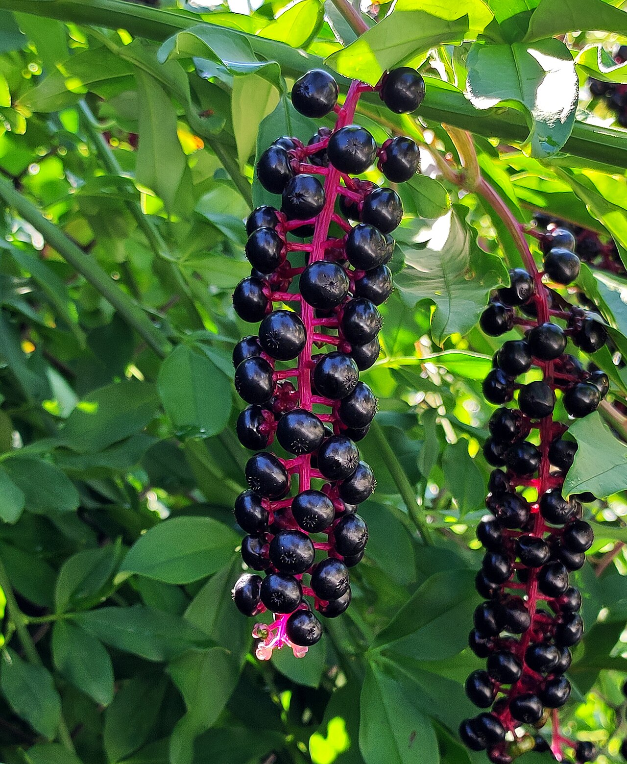 Лаконос (Phytolacca americana) — внешний вид растения