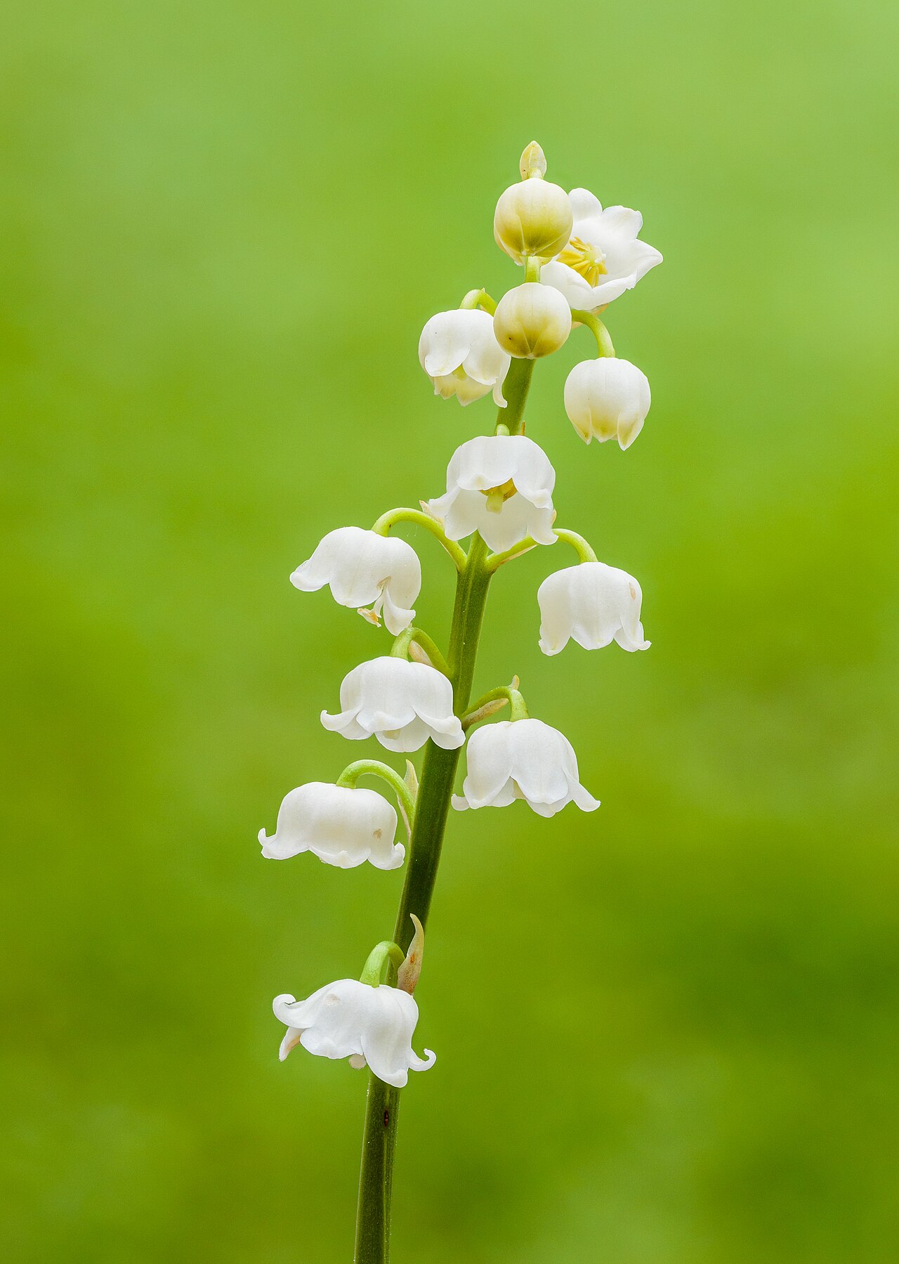 Ландыш (Convallaria) — внешний вид растения