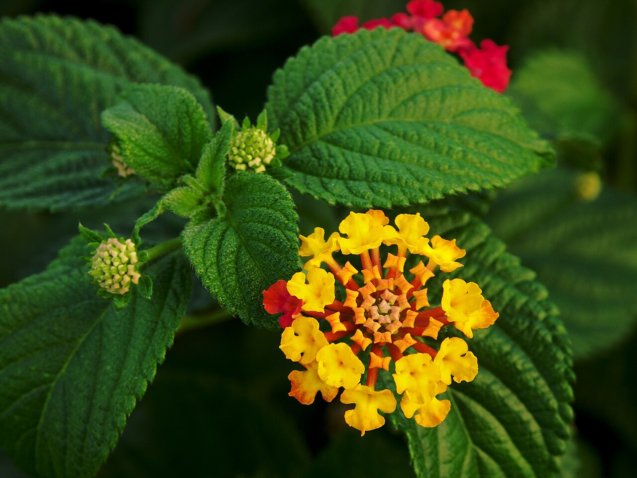 Лантана (Lantana camara) — внешний вид растения