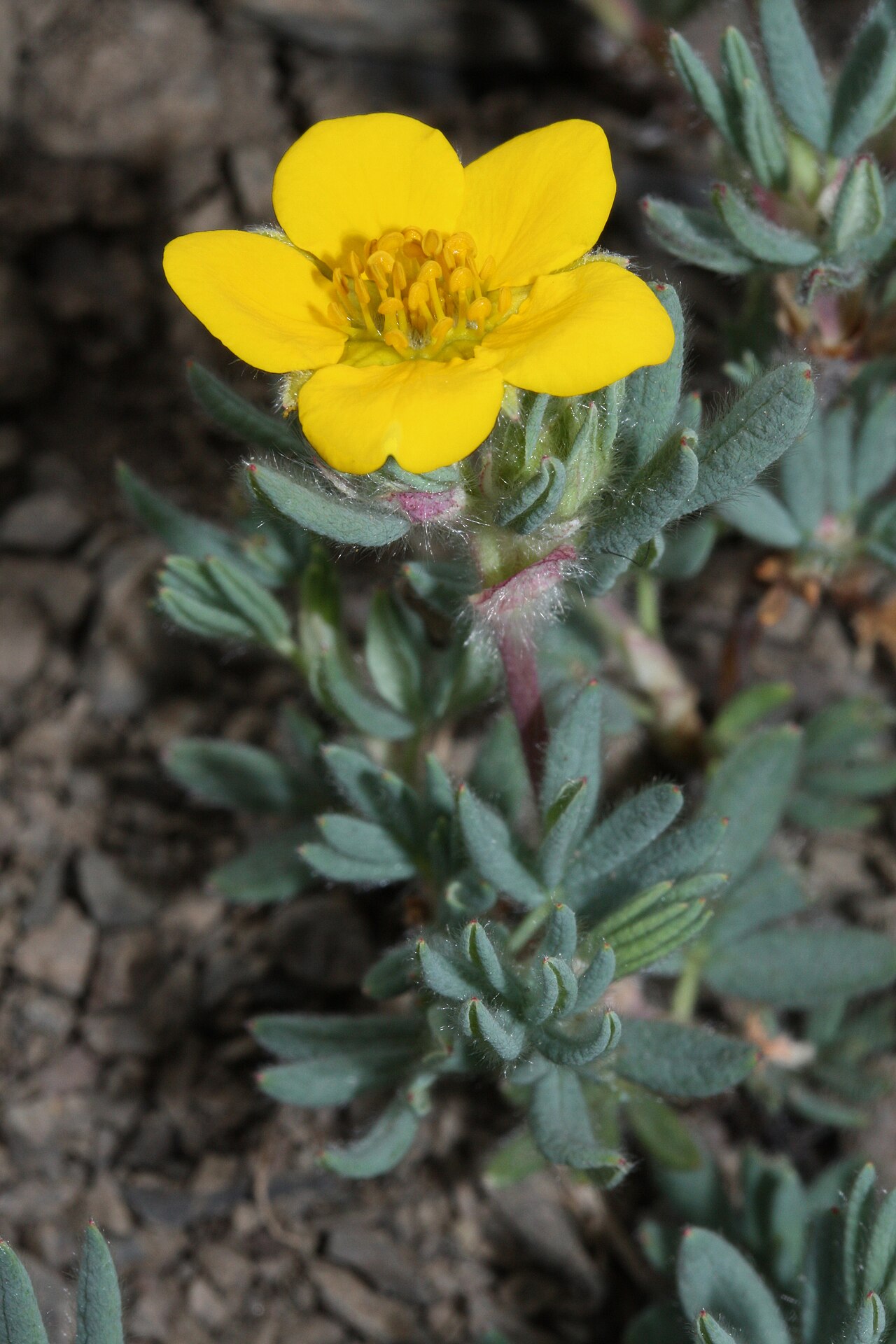 Лапчатка кустарниковая (Dasiphora fruticosa) — внешний вид растения