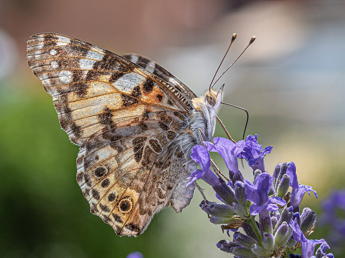 Лаванда (Lavandula angustifolia) — внешний вид растения