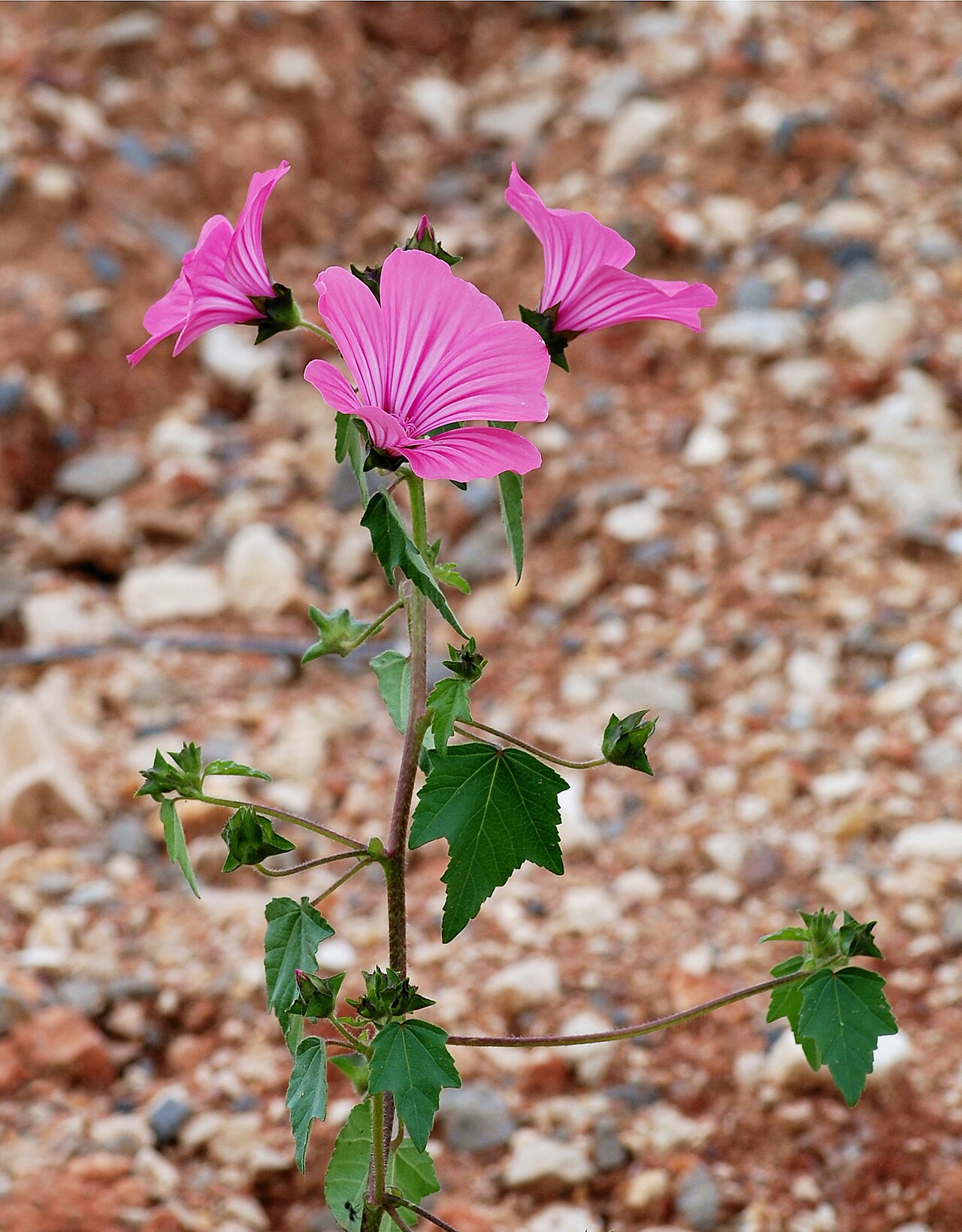 Лаватера (Lavatera trimestris) — внешний вид растения