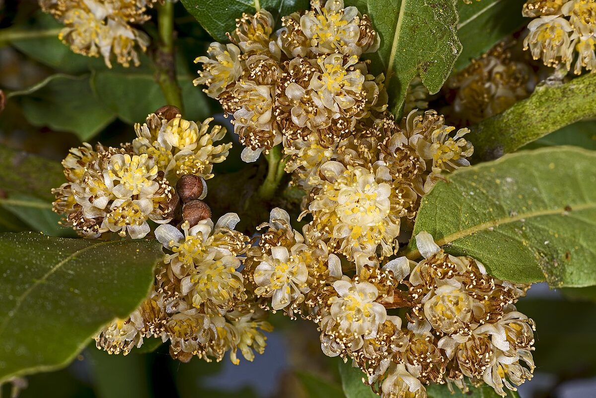 Лавр благородный (Laurus nobilis) — внешний вид растения