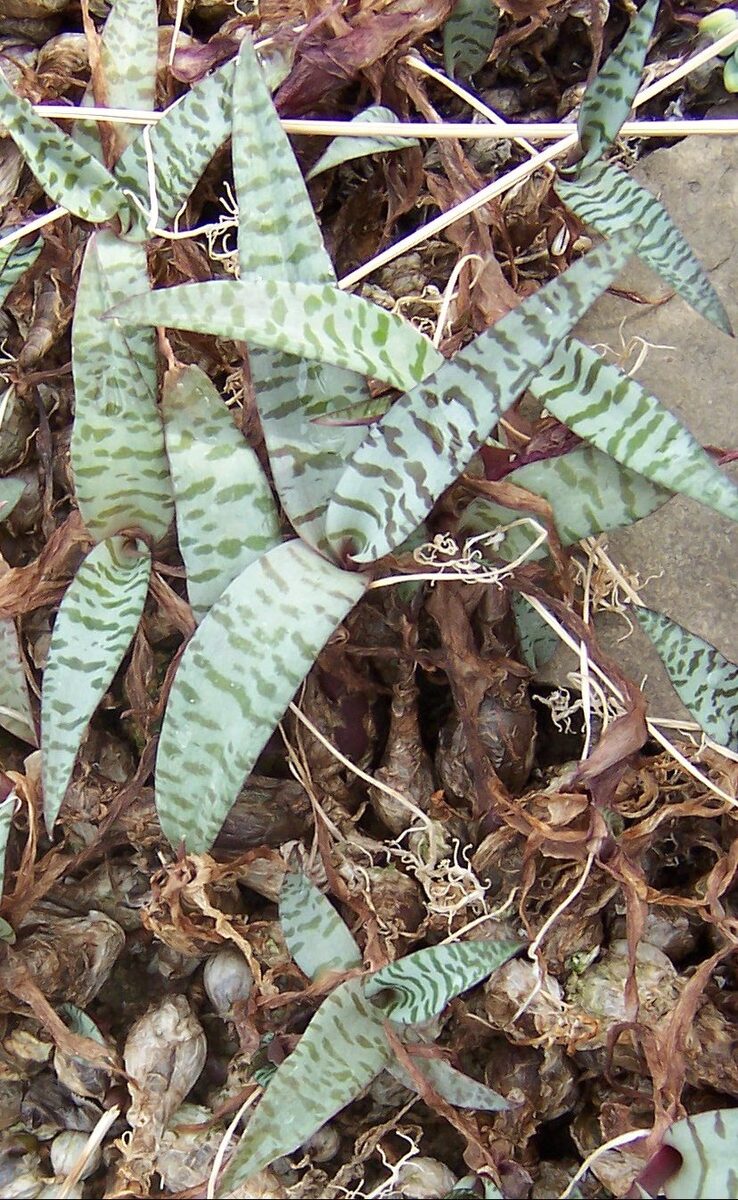 Ледебурия (Ledebouria socialis) — внешний вид растения