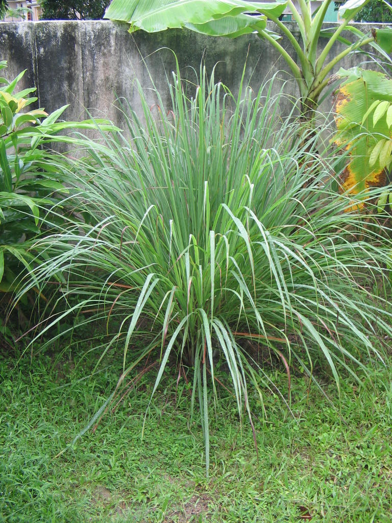 Лемонграсс (Cymbopogon citratus) — внешний вид растения